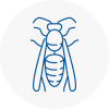 Sprotbrough Wasp Nest Removal
